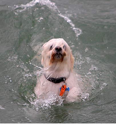 drowning dog bibi